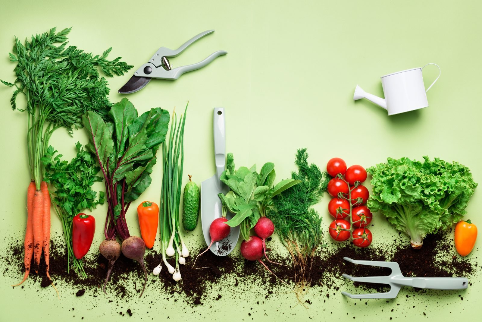Wie du dein eigenes Essen zu Hause anbaust