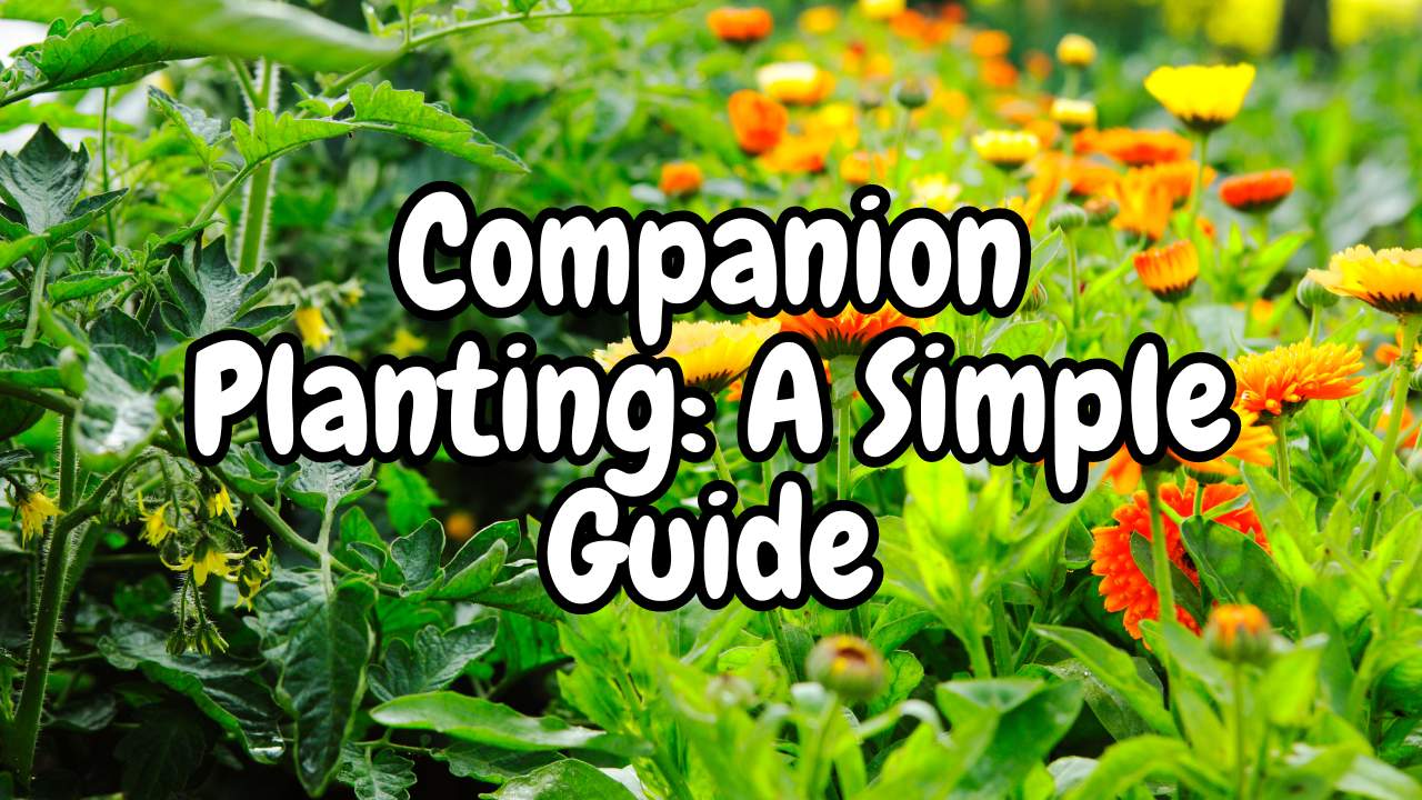 Was ist Companion Planting